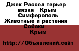 Джек Рассел терьер - вязка - Крым, Симферополь Животные и растения » Собаки   . Крым